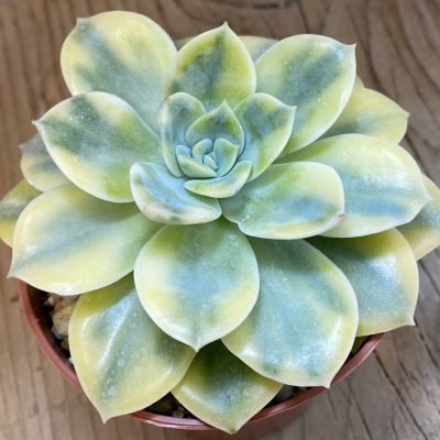 SH38577 Echeveria 'Moon Fairy'