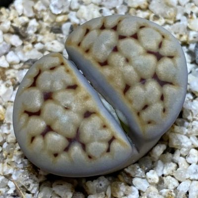 SH38594 Lithops karasmontana v. eberlanzii