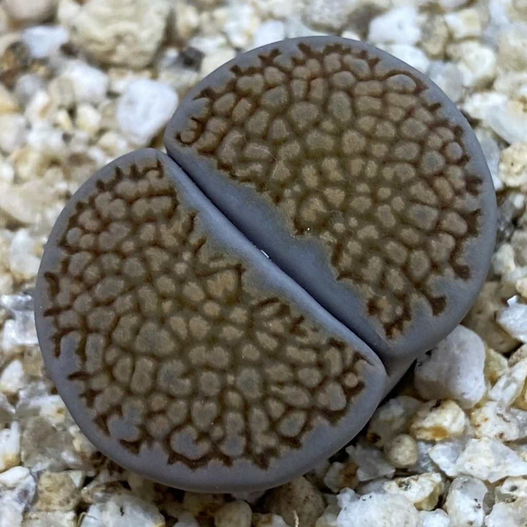 SH38595 Lithops hallii