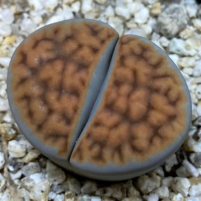 SH38596 Lithops karasmontana v. tischeri