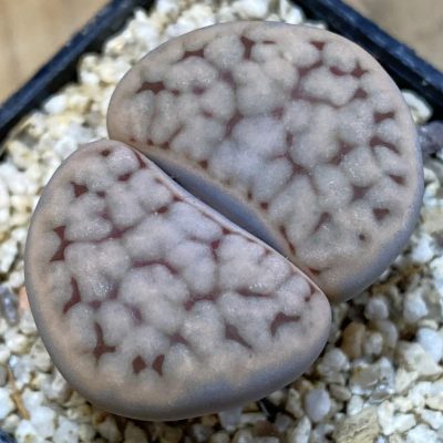 SH38597 Lithops karasmontana v. eberlanzii