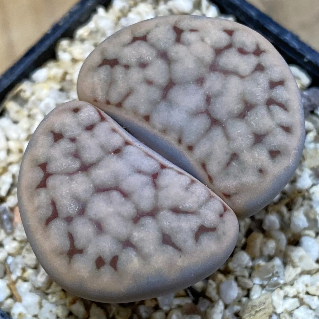 SH38597 Lithops karasmontana v. eberlanzii