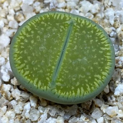 SH38599 Lithops aucampiae ‘Bella Ketty’