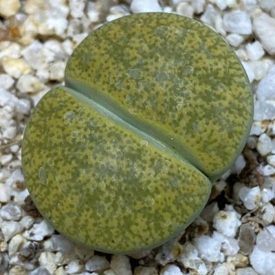 SH38600 Lithops lesliei v. albinica