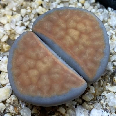 SH38601 Lithops karasmontana -Grunau-