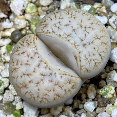 SH38602 Lithops gracilidelineata C309