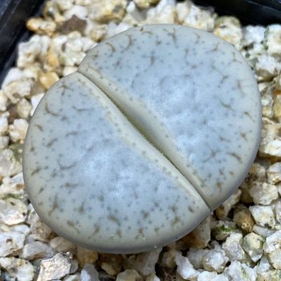 SH38603 Lithops pseudotruncatella ssp. volkii