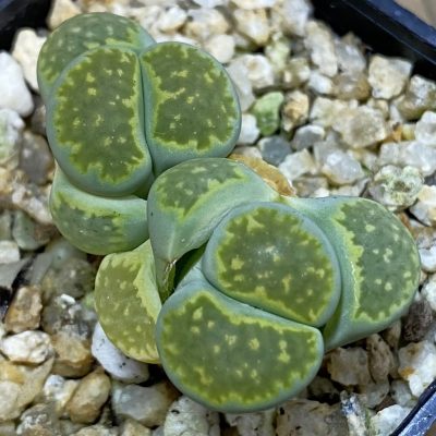 SH38604 Lithops salicola ‘Malachite’ C351A