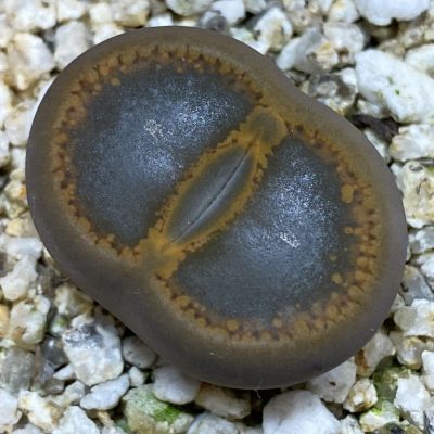 SH38605 Lithops aucampiae 'Open Window'