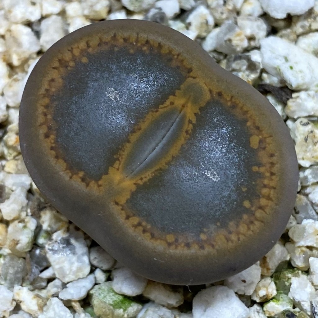 SH38605 Lithops aucampiae 'Open Window'
