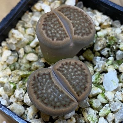 SH38606 Lithops hallii