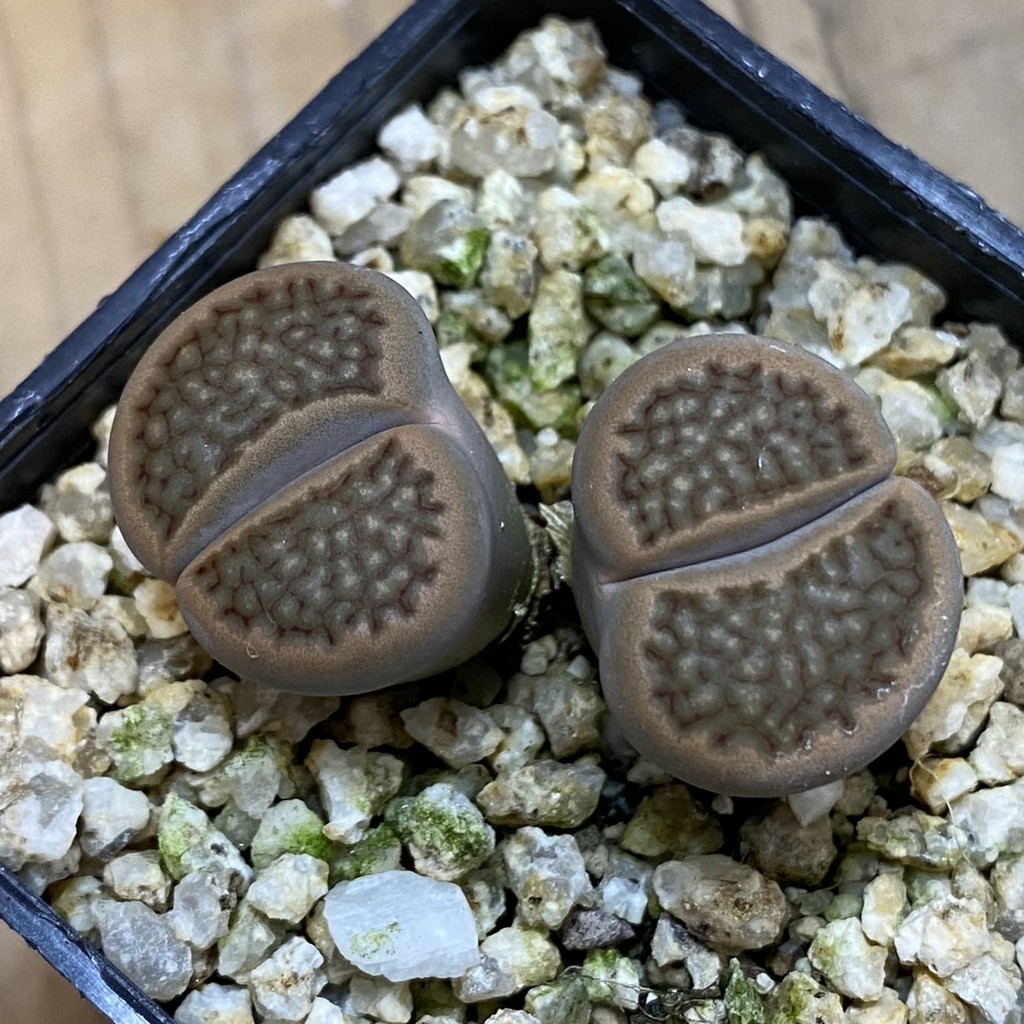 SH38606 Lithops hallii - Image 2