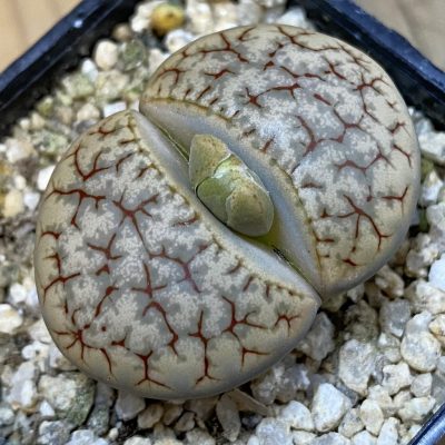 SH38607 Lithops gracilidelineata ssp. brandbergensis