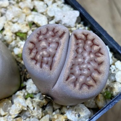 SH38608 Lithops hallii -Geelkop-
