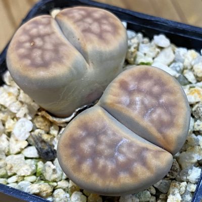 SH38609 Lithops karasmontana v. erniana