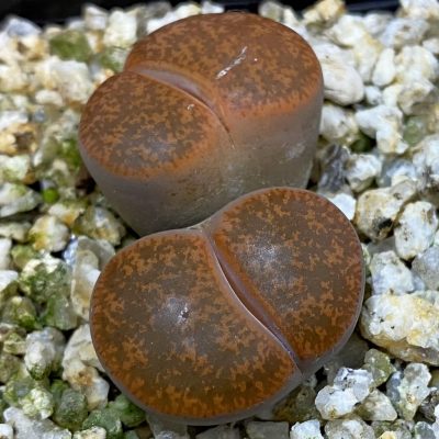 SH38610 Lithops lesliei