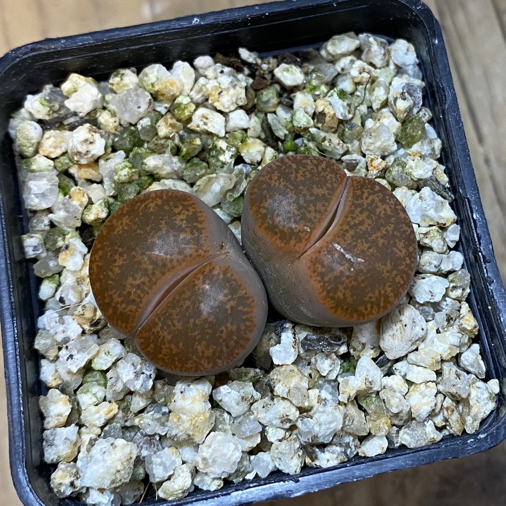 SH38610 Lithops lesliei - Image 2