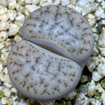 SH38611 Lithops pseudotruncatella