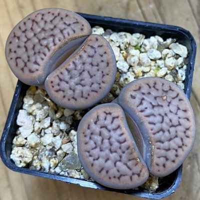 SH38612 Lithops schwantesii C190