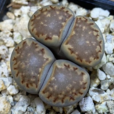 SH38613 Lithops julii v. fulleri