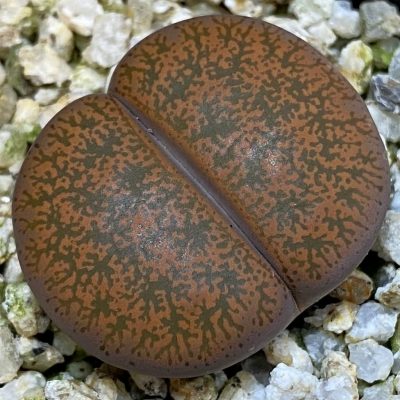 SH38614 Lithops lesliei v. rubrobrunnea