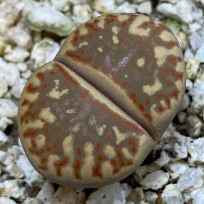 SH38615 Lithops dorotheae C300
