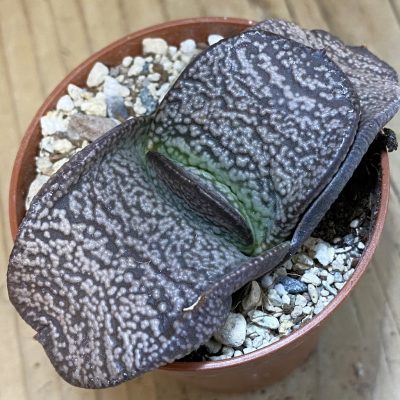 SH38616 Gasteria armstrongii hybrid -Japan-