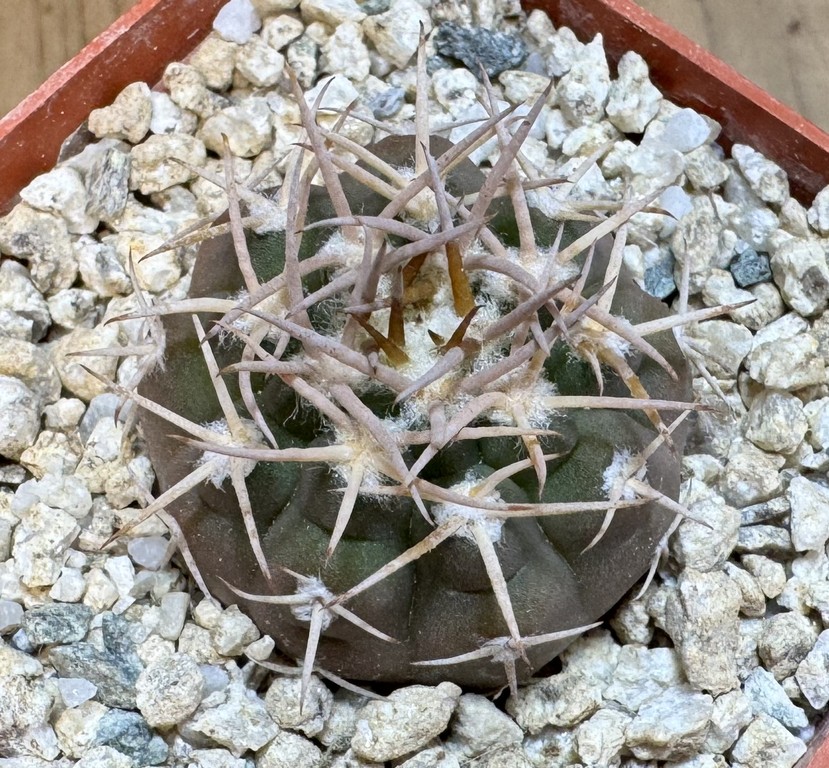 YAR37747 Gymnocalycium pugionacanthum VG200 - Image 2