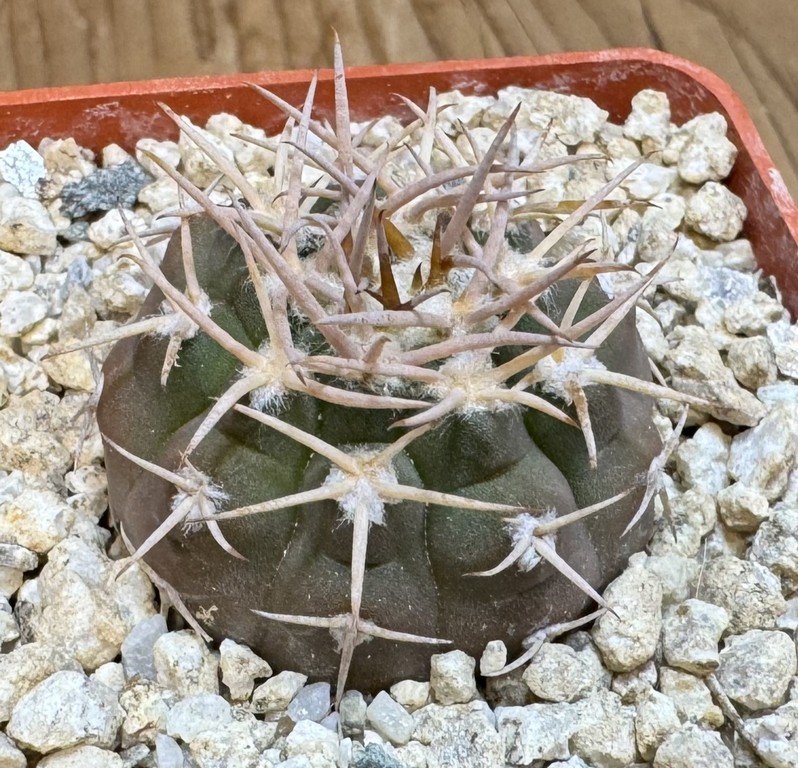 YAR37747 Gymnocalycium pugionacanthum VG200 - Image 3