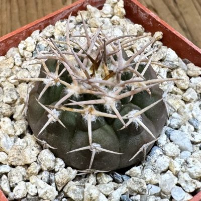 YAR37747 Gymnocalycium pugionacanthum VG200