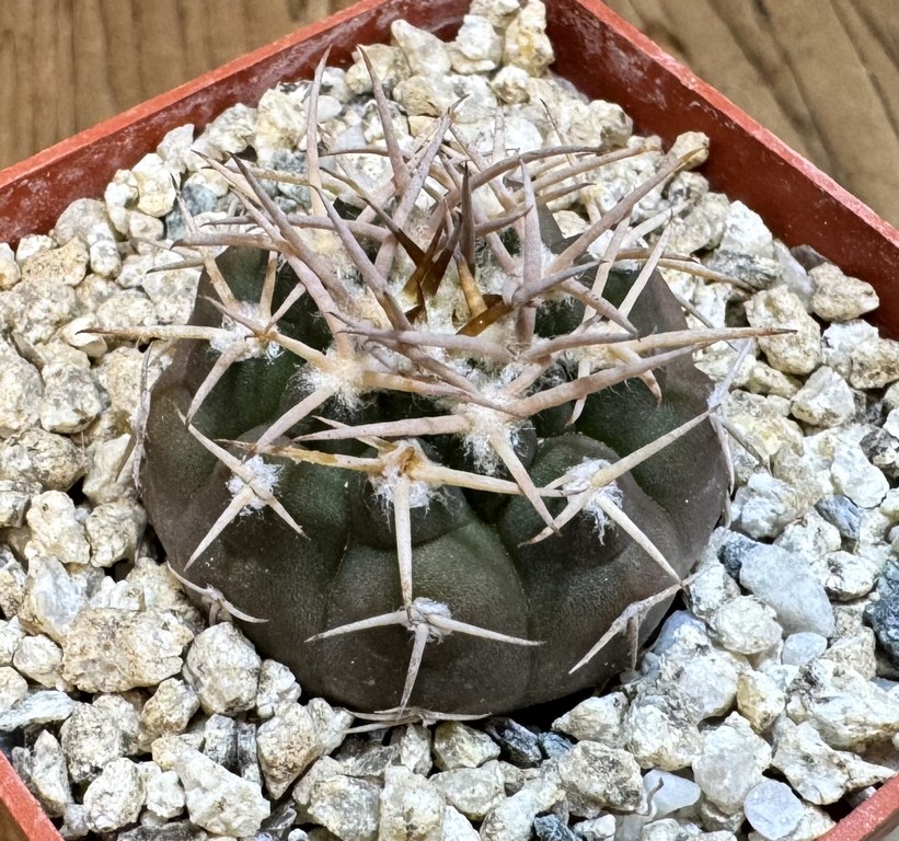 YAR37747 Gymnocalycium pugionacanthum VG200