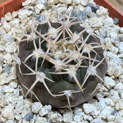 YAR37748 Gymnocalycium pugionacanthum VG200