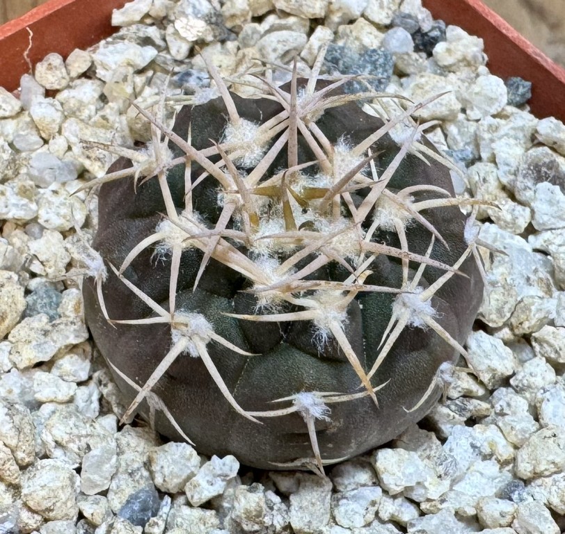 YAR37748 Gymnocalycium pugionacanthum VG200