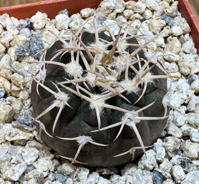 YAR37748 Gymnocalycium pugionacanthum VG200 - Image 2
