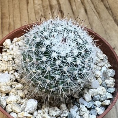 YAR37749 Mammillaria elegans