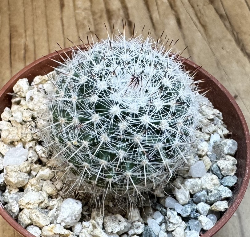 YAR37749 Mammillaria elegans