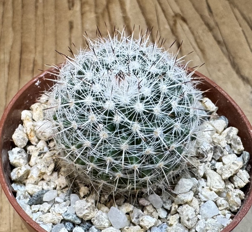YAR37749 Mammillaria elegans - Image 2