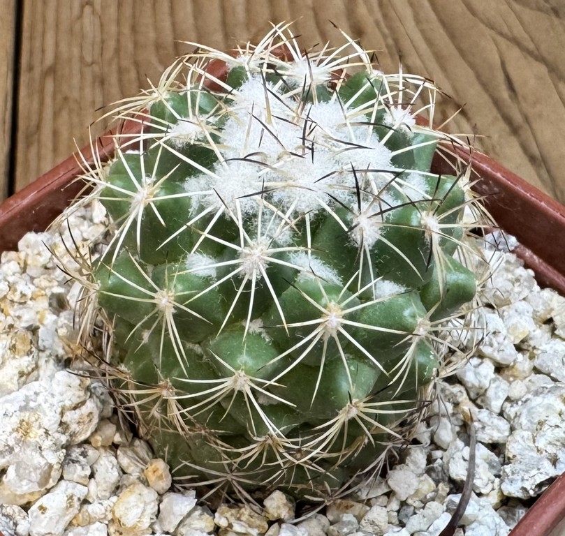 YAR37744 Coryphantha calipensis FO-195 - Image 2