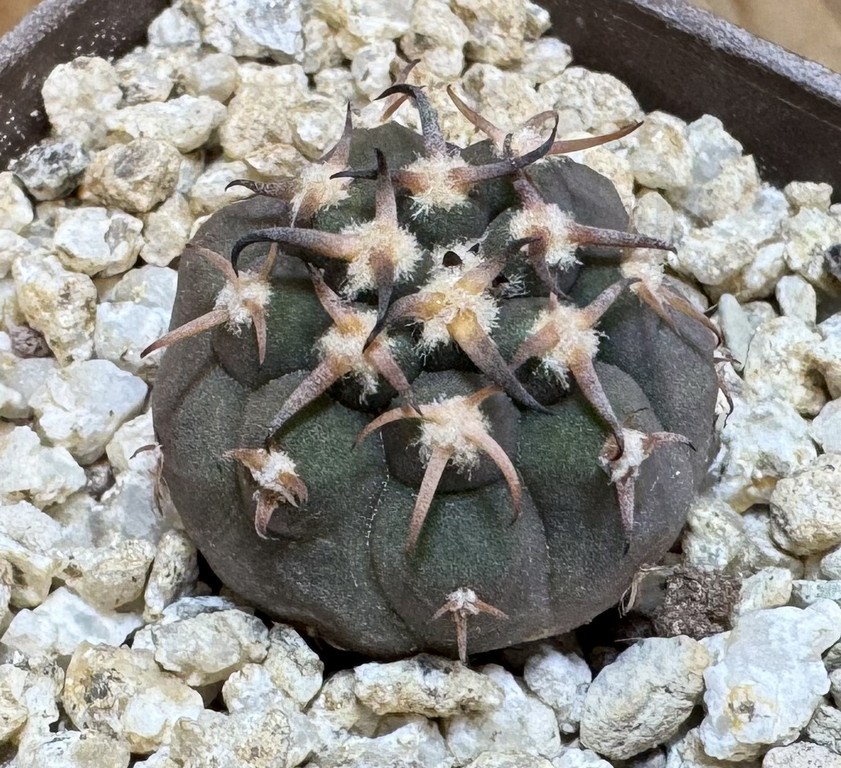 YAR37750 Gymnocalycium spegazzinii v. unguispinum selection claw spines, seedling - Image 2