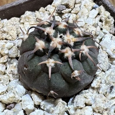 YAR37750 Gymnocalycium spegazzinii v. unguispinum selection claw spines, seedling