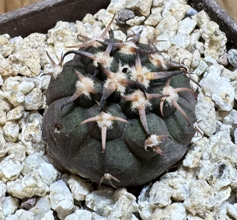 YAR37750 Gymnocalycium spegazzinii v. unguispinum selection claw spines, seedling