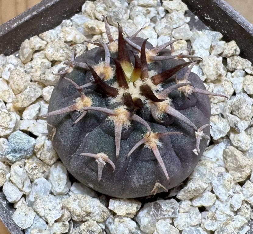 YAR37751 Gymnocalycium spegazzinii v. unguispinum selection claw spines, seedling - Image 3