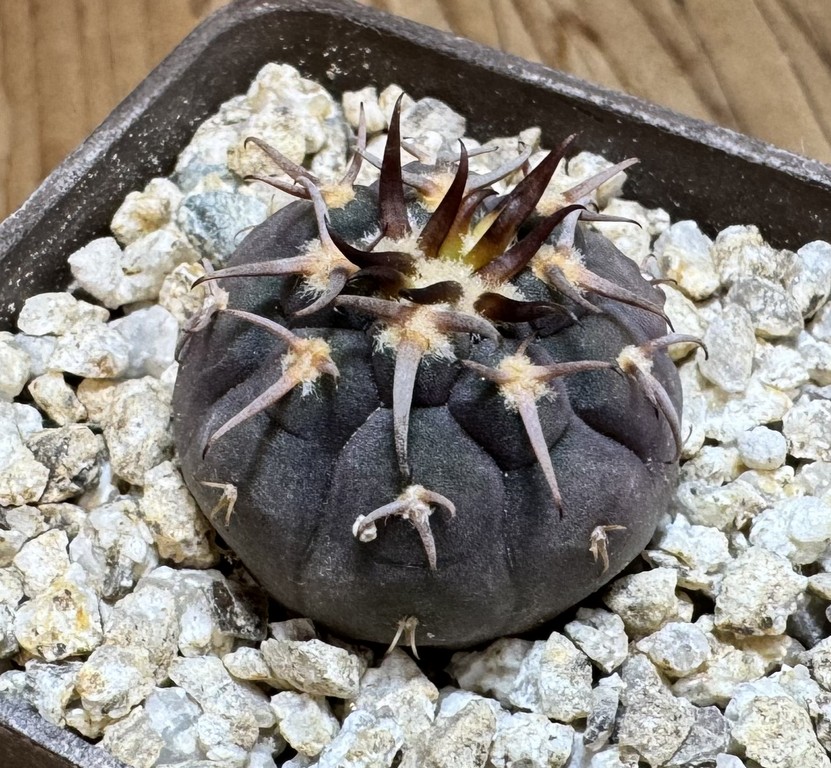 YAR37751 Gymnocalycium spegazzinii v. unguispinum selection claw spines, seedling - Image 2