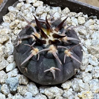 YAR37751 Gymnocalycium spegazzinii v. unguispinum selection claw spines, seedling