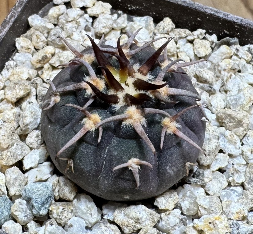YAR37751 Gymnocalycium spegazzinii v. unguispinum selection claw spines, seedling