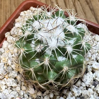 YAR37744 Coryphantha calipensis FO-195
