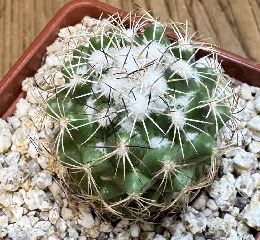 YAR37744 Coryphantha calipensis FO-195