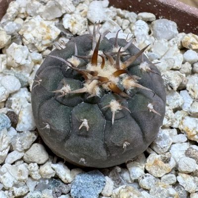 YAR37753 Gymnocalycium spegazzinii v. unguispinum selection claw spines, seedling