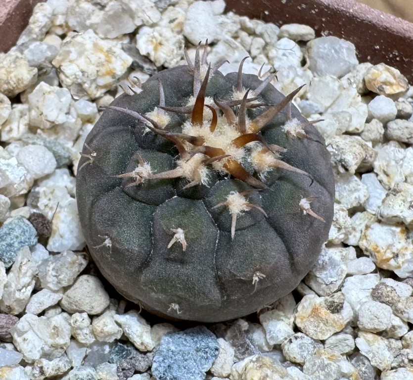 YAR37753 Gymnocalycium spegazzinii v. unguispinum selection claw spines, seedling