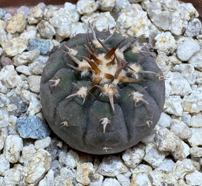 YAR37753 Gymnocalycium spegazzinii v. unguispinum selection claw spines, seedling - Image 2